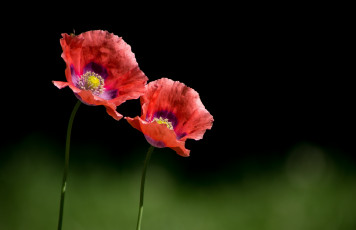 Картинка цветы маки пара лепестки