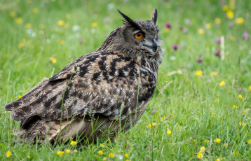 Картинка животные совы филин