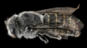 обоя животные, пчелы,  осы,  шмели, насекомое, макросъемка