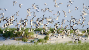 Картинка животные Чайки +бакланы +крачки birds summer skimmers nature lido beach flight