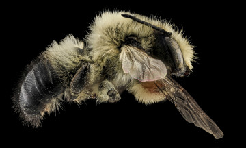 Картинка животные насекомые макросъемка насекомое