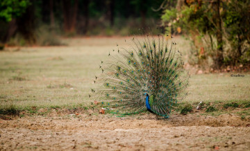 Картинка животные павлины хвост перья красавец