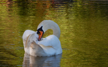 Картинка животные лебеди белый рябь шея грация