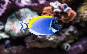 Картинка животные рыбы пестрая рыбка