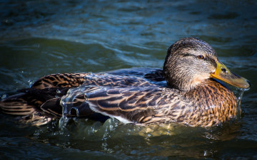 Картинка животные утки клюв капли вода перья
