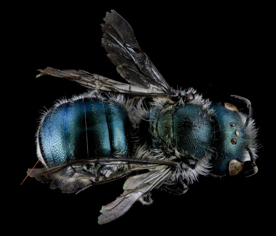 Обои картинки фото животные, насекомые, насекомое, макросъемка