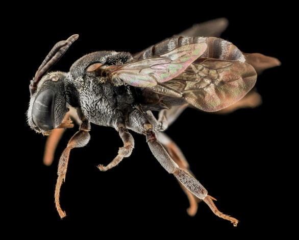 Обои картинки фото животные, насекомые, насекомое, макросъемка