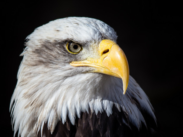 Обои картинки фото животные, птицы - хищники, гордый, клюв, белоголовый, орлан, портрет