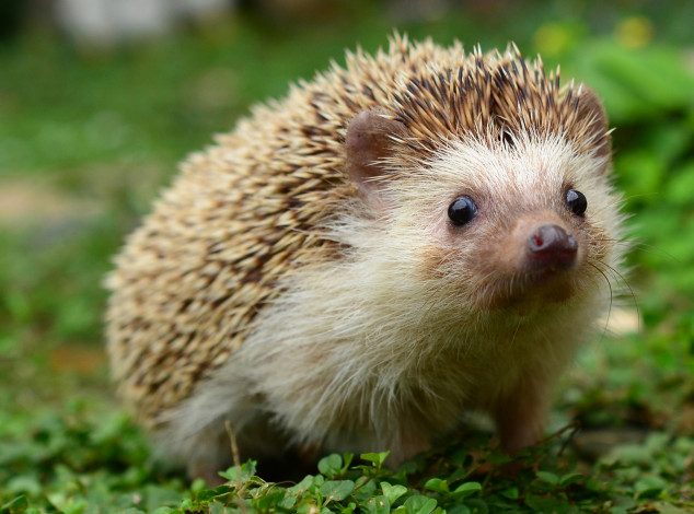 Обои картинки фото животные, ежи, колючки