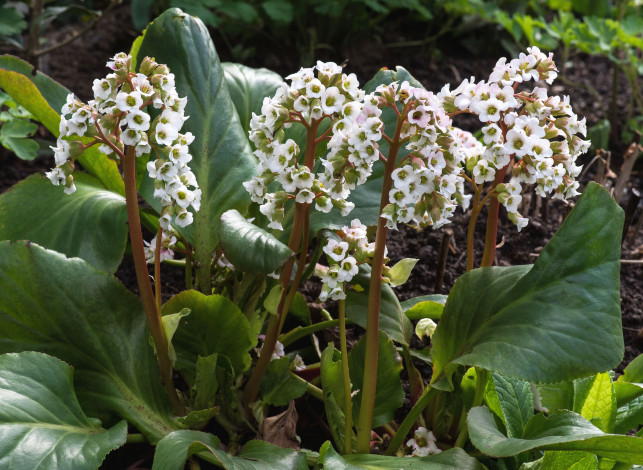 Обои картинки фото цветы, бадан, цветочки