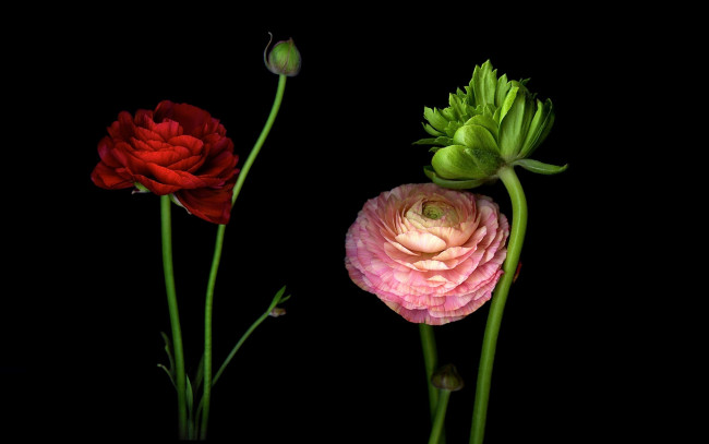 Обои картинки фото цветы, ранункулюс , азиатский лютик, лепестки, стебель, бутон, свет