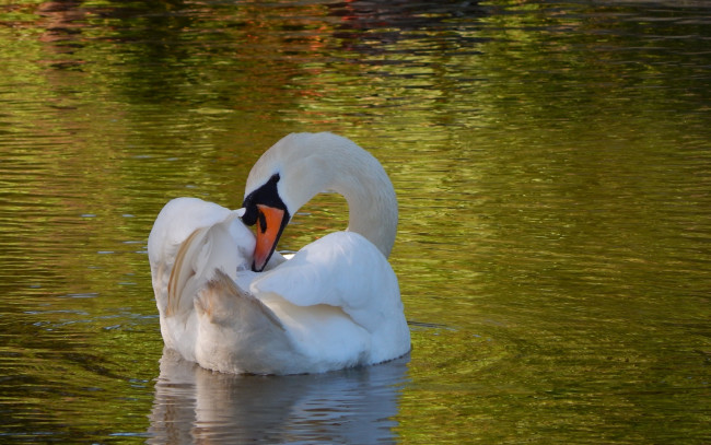 Обои картинки фото животные, лебеди, белый, рябь, шея, грация