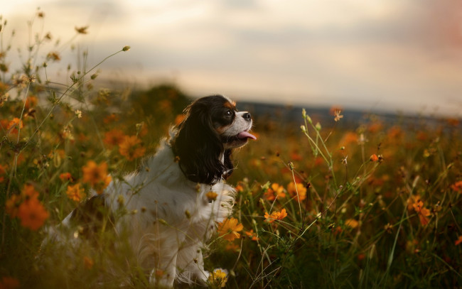 Обои картинки фото животные, собаки, язык