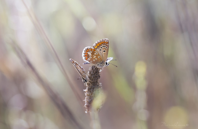 Обои картинки фото животные, бабочки, крылья, макро, нежность