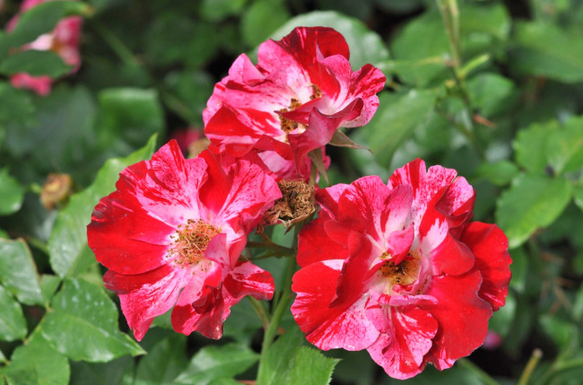 Обои картинки фото цветы, розы, пестрый