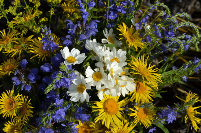 Обои картинки фото цветы, луговые , полевые,  цветы, луг