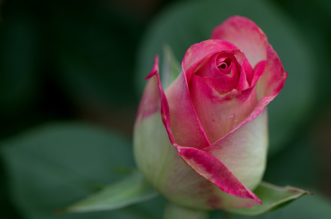 Обои картинки фото цветы, розы, бутон, макро, роза