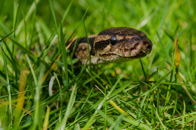 Обои картинки фото животные, змеи,  питоны,  кобры, трава