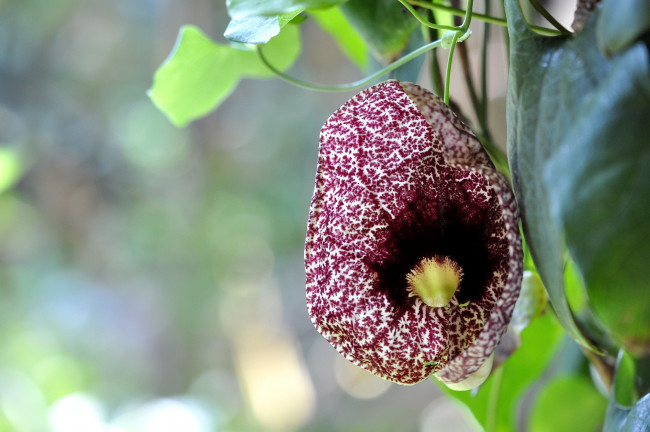 Обои картинки фото цветы, кирказон , аристолохия