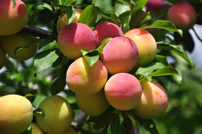 Обои картинки фото природа, плоды, абрикосы