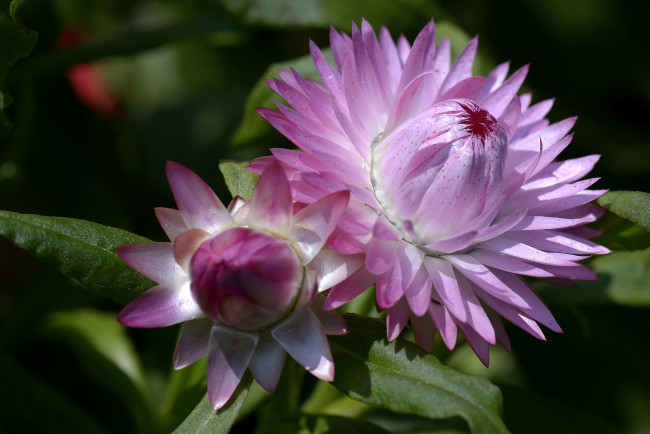Обои картинки фото цветы, бессмертник, макро