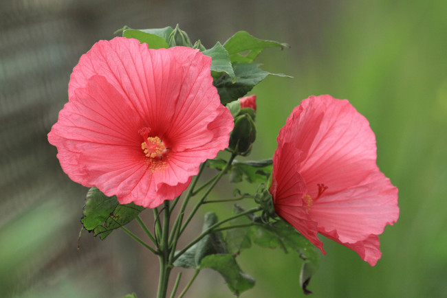 Обои картинки фото цветы, гибискусы, бутоны