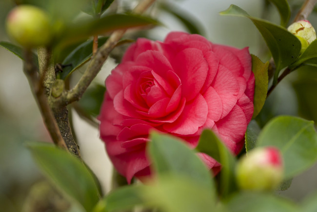 Обои картинки фото цветы, камелии, красный