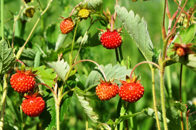 Обои картинки фото природа, Ягоды, лето