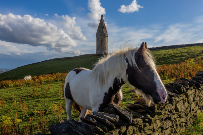 Обои картинки фото животные, лошади, грива, морда, башня, ограда