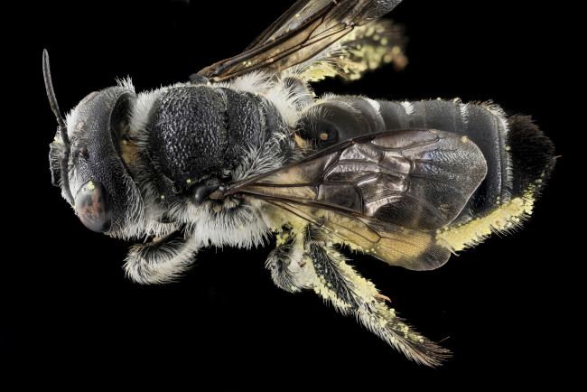 Обои картинки фото животные, насекомые, насекомое, макросъемка