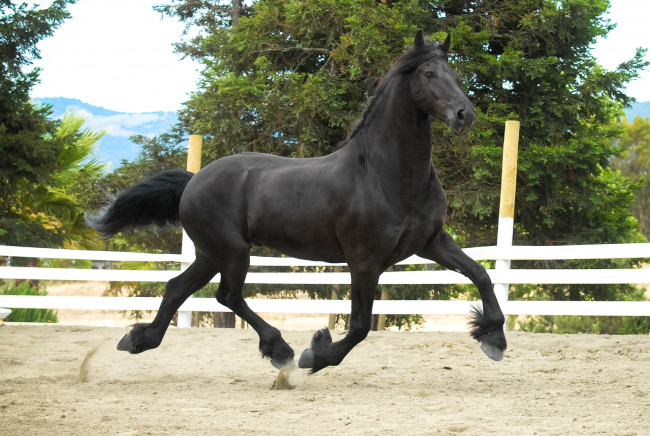 Обои картинки фото животные, лошади, конь