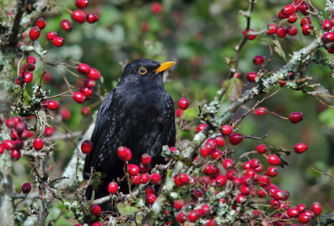 Обои картинки фото животные, птицы, ягоды