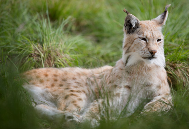 Обои картинки фото животные, рыси, кошка