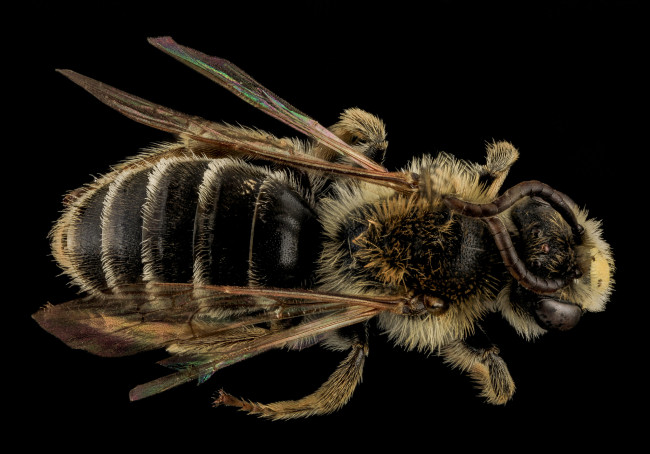 Обои картинки фото животные, пчелы,  осы,  шмели, макросъемка, насекомое