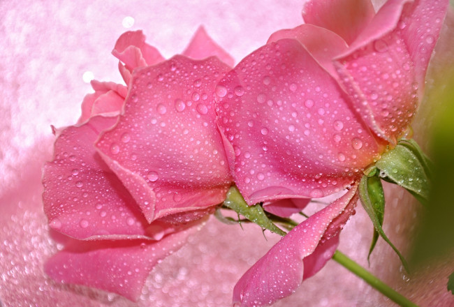 Обои картинки фото цветы, розы, розовый, капли