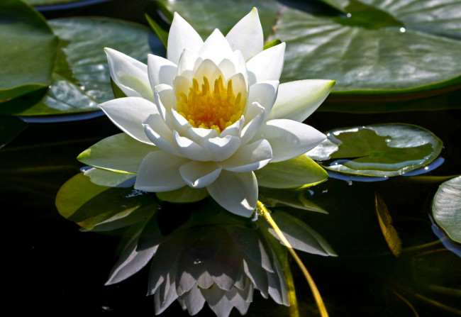 Обои картинки фото цветы, лилии водяные,  нимфеи,  кувшинки, водяная, лилия, нимфея, королева, красавица, кувшинки, отражение