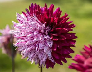 Картинка цветы георгины лепестки цветение георгин цвет