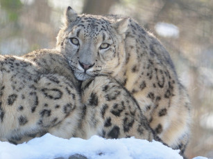 обоя животные, снежный барс , ирбис, хищник, шерсть, снежный, барс, окрас