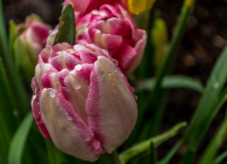 Картинка цветы тюльпаны цветение цвет