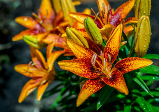 Картинка цветы лилии +лилейники цветение лепестки бутоны листья