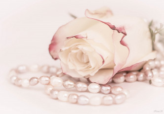 Картинка цветы розы цветение лепестки роза цвет