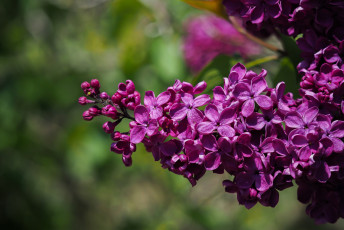 Картинка цветы сирень весна макро