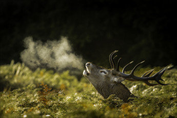 Картинка животные олени зов трава рога олень