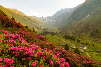 Картинка природа горы цветы трава кустарник деревья