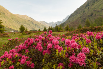 Картинка природа луга горы деревья трава кустарник цветы