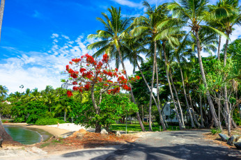 Картинка природа тропики курорт