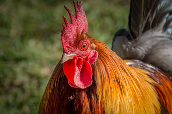 Картинка животные куры +петухи глава окрас перья петух