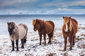 Картинка животные лошади лотос красиво лепестки листок боке