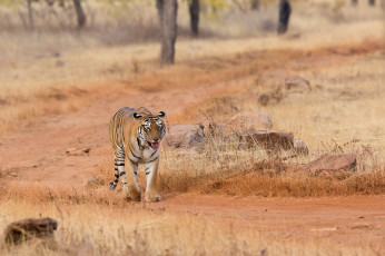 обоя животные, тигры, хищник, шерсть, окрас, тигр