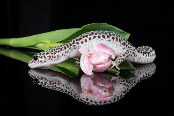 обоя животные, Ящерицы,  игуаны,  вараны, окрас, язык, ящерица, фон